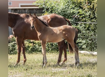 Trakehnare, Hingst, Föl (06/2024), 145 cm, Brun