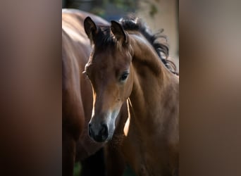 Trakehnare, Hingst, Föl (06/2024), 145 cm, Brun