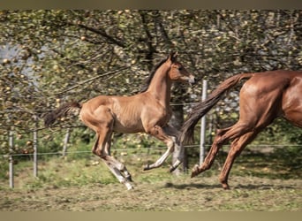 Trakehnare, Hingst, Föl (06/2024), 145 cm, Brun