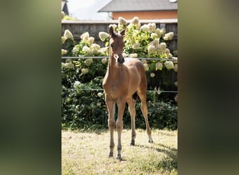 Trakehnare, Hingst, Föl (06/2024), 145 cm, Brun