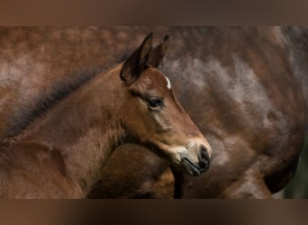 Trakehnare, Hingst, Föl (04/2023), 165 cm, Brun