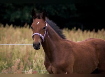 Trakehnare, Hingst, Föl (04/2023), 165 cm, Brun