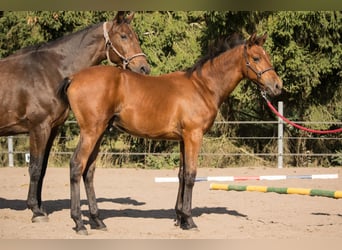 Trakehnare, Hingst, Föl (04/2023), 165 cm, Brun