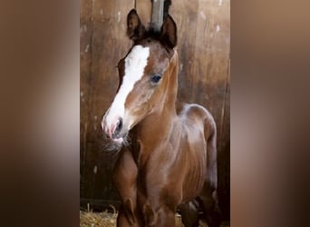 Trakehnare, Hingst, Föl (06/2023), 165 cm, Brun