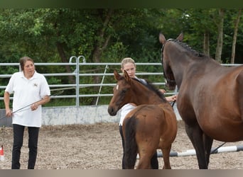 Trakehnare, Hingst, Föl (06/2024), 165 cm, Brun