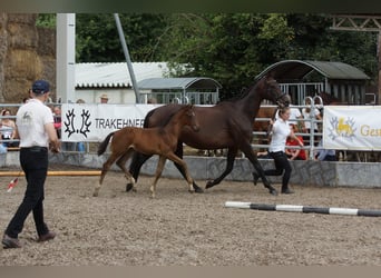 Trakehnare, Hingst, Föl (06/2024), 165 cm, Brun