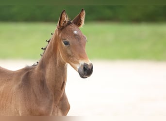 Trakehnare, Hingst, Föl (04/2024), 168 cm, Brun