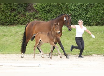 Trakehnare, Hingst, Föl (04/2024), 168 cm, Brun