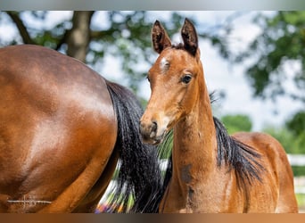 Trakehnare, Hingst, Föl (04/2024), 168 cm, Brun