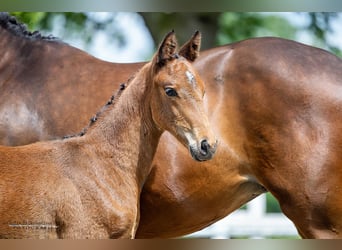 Trakehnare, Hingst, Föl (04/2024), 168 cm, Brun