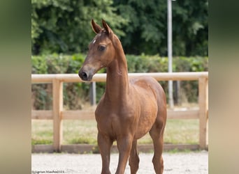 Trakehnare, Hingst, Föl (02/2023), 168 cm, fux