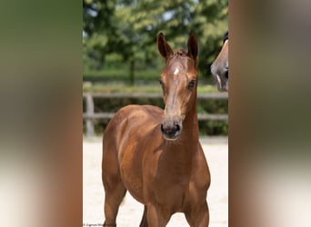 Trakehnare, Hingst, Föl (02/2023), 168 cm, fux
