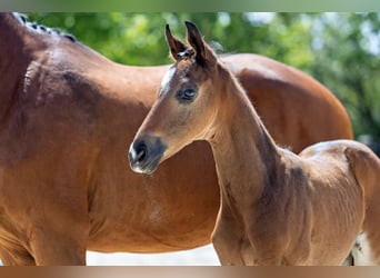 Trakehnare, Hingst, Föl (05/2024), 168 cm, Mörkbrun