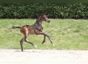 Trakehnare, Hingst, Föl (06/2024), 168 cm, Svart