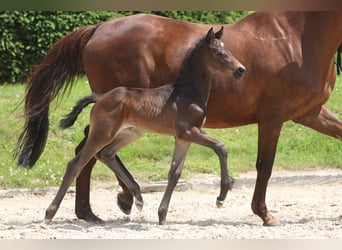 Trakehnare, Hingst, Föl (06/2024), 168 cm, Svart