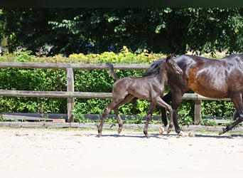 Trakehnare, Hingst, Föl (05/2024), 168 cm, Svart