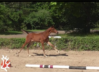 Trakehnare, Hingst, Föl (04/2024), 170 cm, Brun