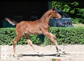 Trakehnare, Hingst, Föl (04/2024), 170 cm, Brun