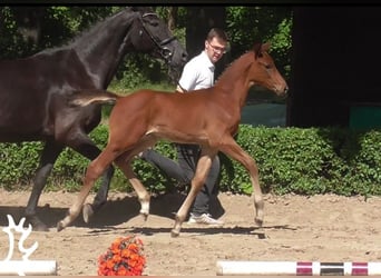 Trakehnare, Hingst, Föl (04/2024), 170 cm, Brun