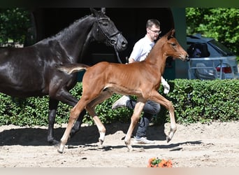 Trakehnare, Hingst, Föl (04/2024), 170 cm, Brun