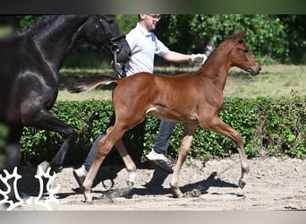 Trakehnare, Hingst, Föl (04/2024), 170 cm, Brun