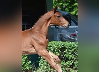 Trakehnare, Hingst, Föl (04/2024), 170 cm, Brun