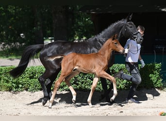 Trakehnare, Hingst, Föl (04/2024), 170 cm, Brun