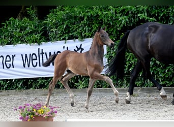 Trakehnare, Hingst, Föl (04/2023), 170 cm, Brun