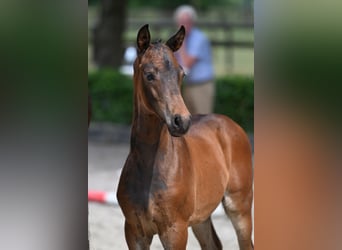 Trakehnare, Hingst, Föl (04/2023), 170 cm, Brun