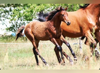 Trakehnare, Hingst, Föl (03/2024), 170 cm, Brun