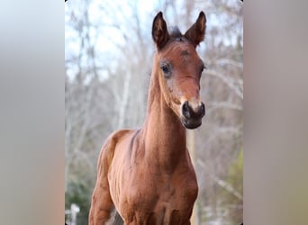 Trakehnare, Hingst, Föl (03/2024), 170 cm, Brun