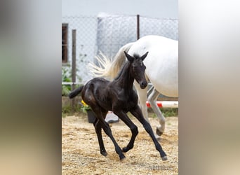 Trakehnare, Hingst, Föl (06/2023), 170 cm, Kan vara vit