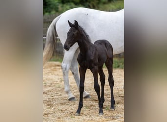 Trakehnare, Hingst, Föl (06/2023), 170 cm, Kan vara vit