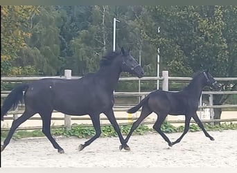 Trakehnare, Hingst, Föl (04/2023), 170 cm, Kan vara vit