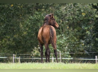 Trakehnare, Hingst, Föl (03/2024), 170 cm, Mörkbrun