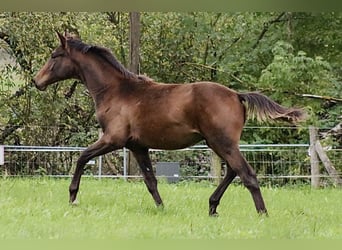 Trakehnare, Hingst, Föl (03/2024), 170 cm, Mörkbrun