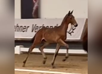 Trakehnare, Hingst, Föl (04/2024), 170 cm, Mörkbrun