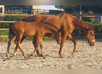 Trakehnare, Hingst, Föl (04/2024), 170 cm, Mörkbrun