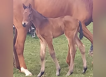 Trakehnare, Hingst, Föl (04/2024), 170 cm, Mörkbrun