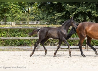 Trakehnare, Hingst, Föl (05/2024), 170 cm, Rökfärgad svart