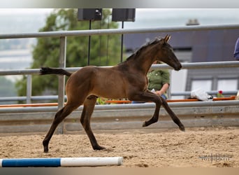 Trakehnare, Hingst, Föl (05/2023), 170 cm, Svart