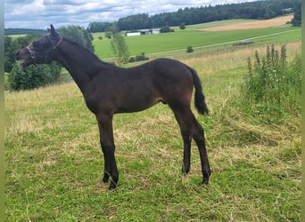 Trakehnare, Hingst, Föl (04/2024), 171 cm, Rökfärgad svart