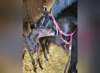 Trakehnare, Hingst, Föl (04/2024), 171 cm, Rökfärgad svart