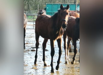 Trakehnare, Hingst, Föl (04/2024), 172 cm, Brun