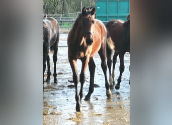 Trakehnare, Hingst, Föl (04/2024), 172 cm, Brun