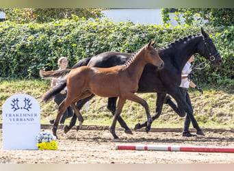 Trakehner, Hengst, Fohlen (04/2024), 172 cm, Brauner