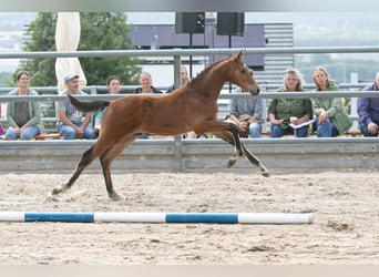 Trakehnare, Hingst, Föl (03/2023), Brun