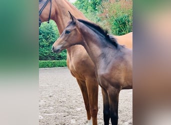 Trakehnare, Hingst, Föl (05/2023), Brun