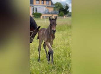 Trakehnare Blandning, Hingst, Föl (06/2023), Brun