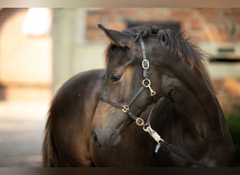 Trakehnare, Hingst, Föl (03/2024), Brun